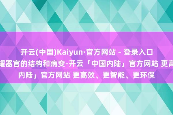 开云(中国)Kaiyun·官方网站 - 登录入口能在短时候内剖析夸耀器官的结构和病变-开云「中国内陆」官方网站 更高效、更智能、更环保